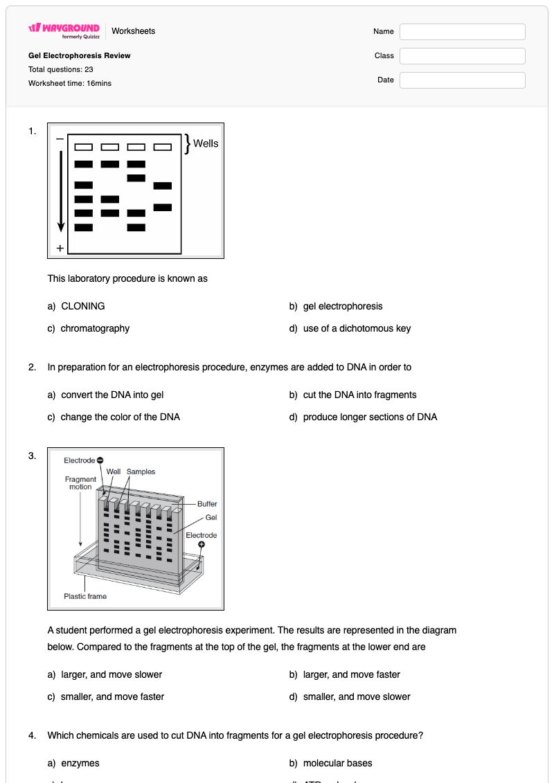 Gel Electrophoresis Review - Printable The-basics Worksheets - Wayground
