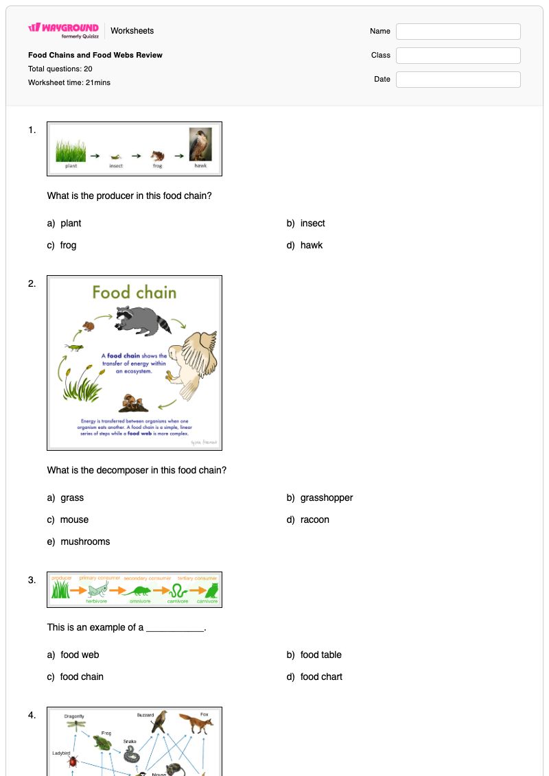 Food Chains and Food Webs Review - พิมพ์ได้ สัตว์กินพืช เวิร์กชีท ระดับ 5 - Wayground