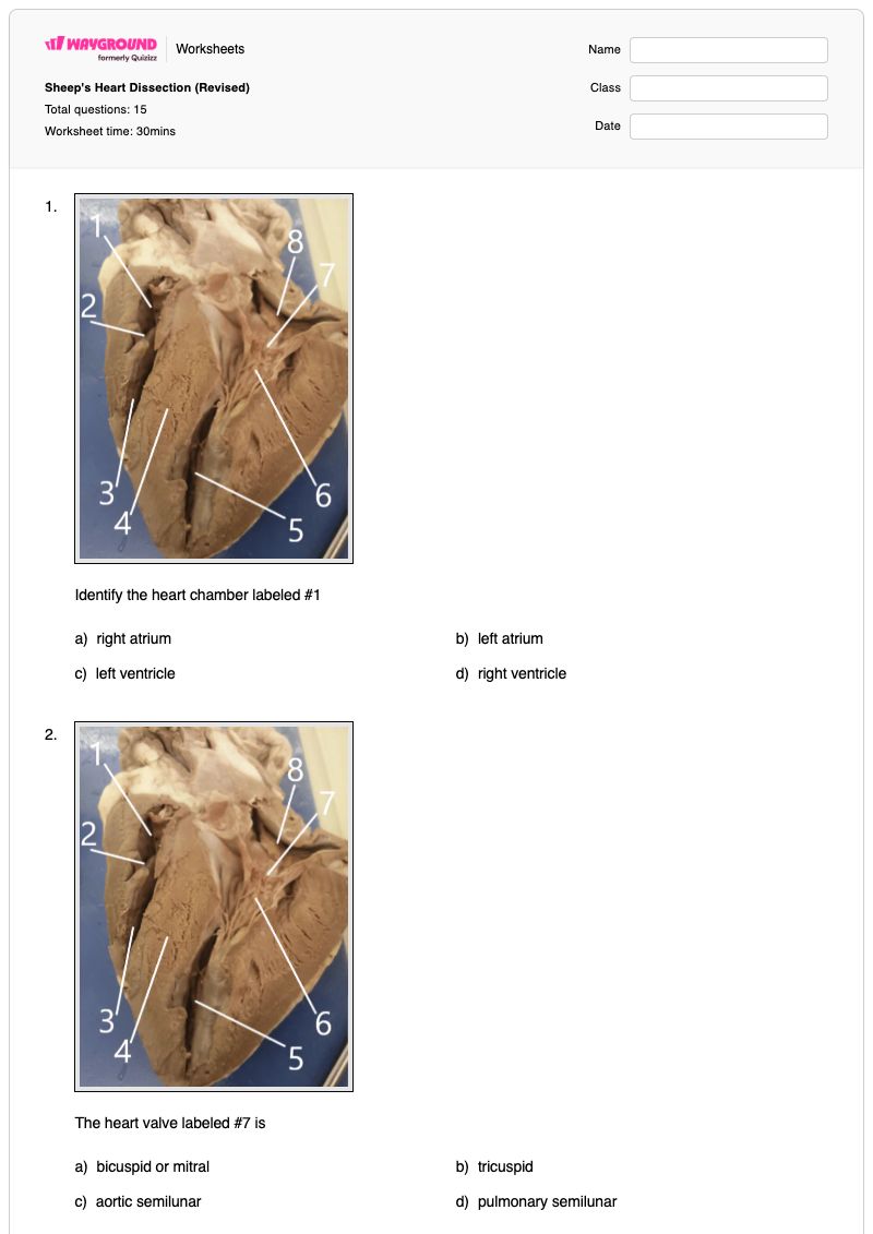 Sheep's Heart Dissection (Revised) - Printable Heart-dissection Worksheets - Wayground