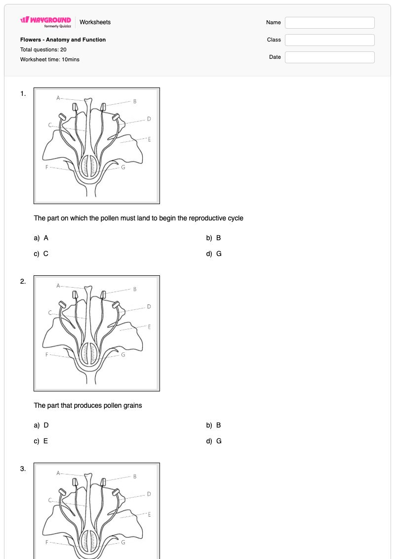 Flowers - Anatomy and Function - Printable Chicken-anatomy Worksheets Grade 6 - Wayground