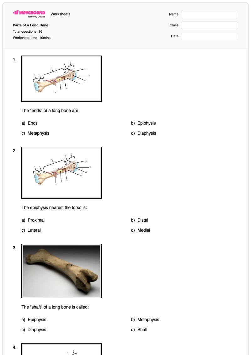 Parts of a Long Bone - พิมพ์ได้ Long-bone เวิร์กชีท - Wayground