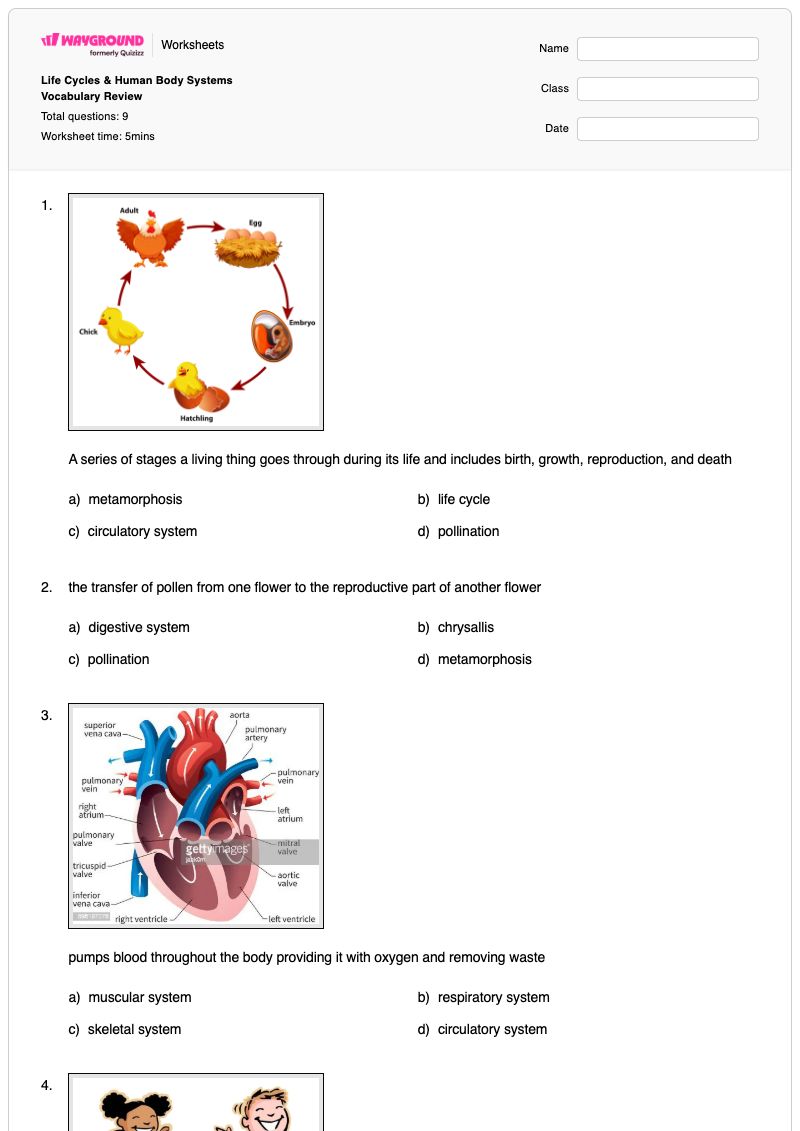 Life Cycles & Human Body Systems Vocabulary Review - พิมพ์ได้ วงจรชีวิตของมนุษย์ เวิร์กชีท - Wayground