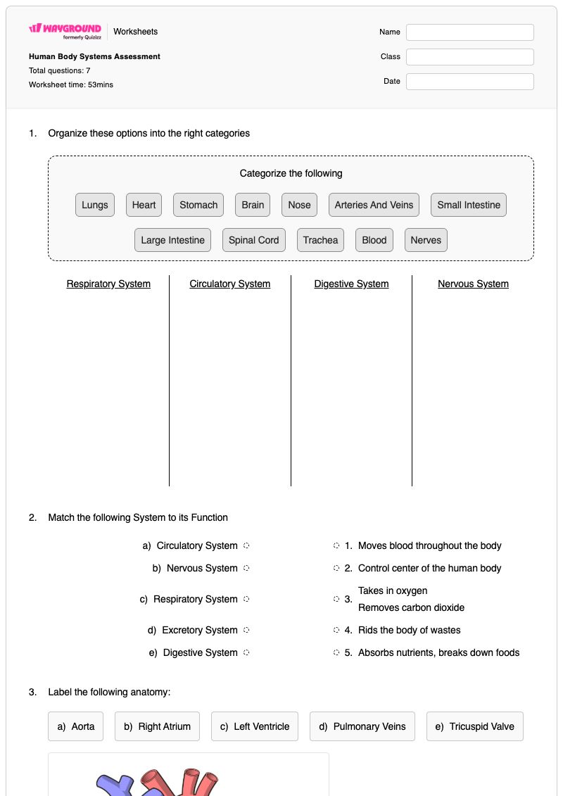 Human Body Systems Assessment  - Printable Human-anatomy Worksheets Year 6 - Wayground