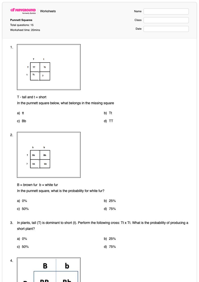 Punnett Squares - Printable Punnett-squares Worksheets Class 6 - Wayground