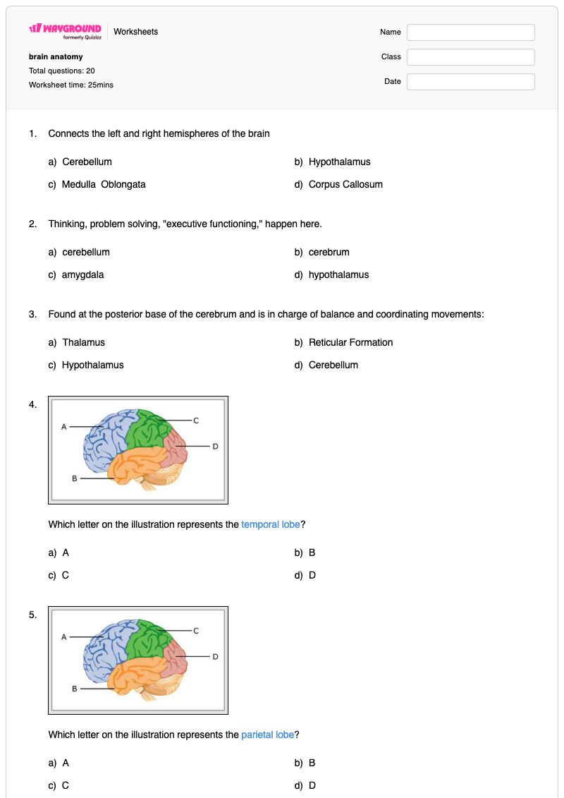 brain anatomy - Printable Brain-anatomy Worksheets - Wayground