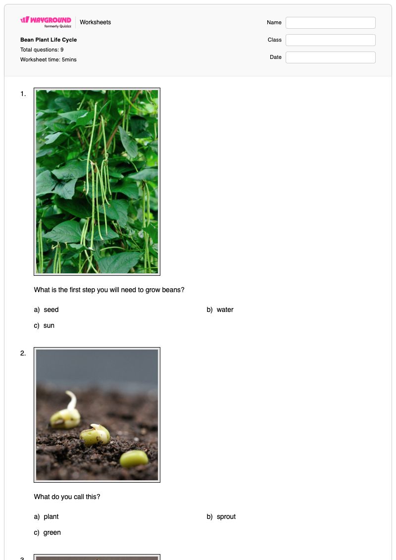 Bean Plant Life Cycle - Printable Plant-life-cycle Worksheets - Wayground
