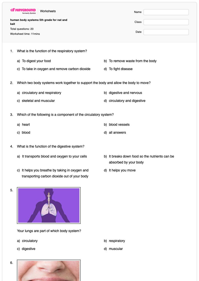 human body systems 5th grade for nat and kait - พิมพ์ได้ Body-scan เวิร์กชีท ระดับ 5 - Wayground