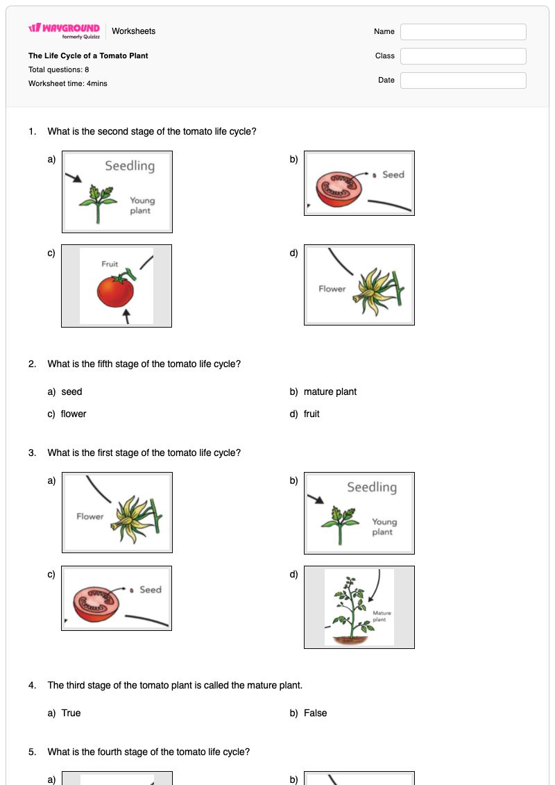 The Life Cycle of a Tomato Plant - Printable Plant-life-cycle Worksheets - Wayground