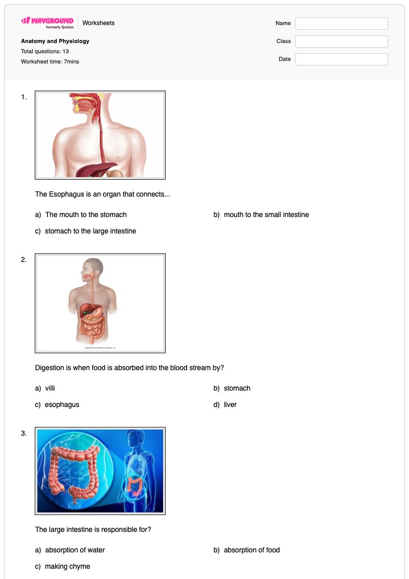 Anatomy and Physiology - Printable Human-anatomy Worksheets Year 10 - Wayground