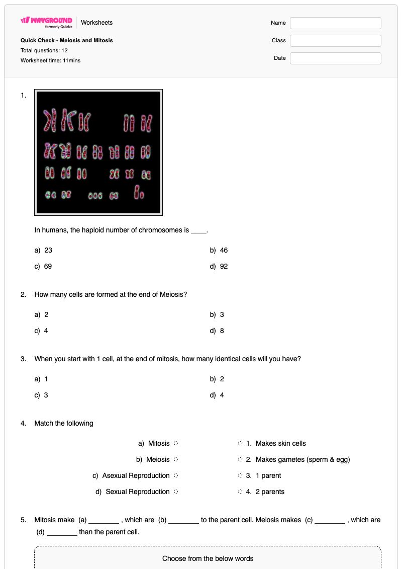 Quick Check - Meiosis and Mitosis  - Printable Growth-and-repair Worksheets Grade 8 - Wayground