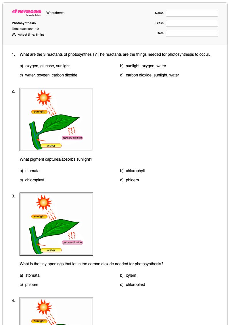 Photosynthesis - พิมพ์ได้ โครงสร้างของคลอโรพลาสต์ เวิร์กชีท ระดับ 6 - Wayground