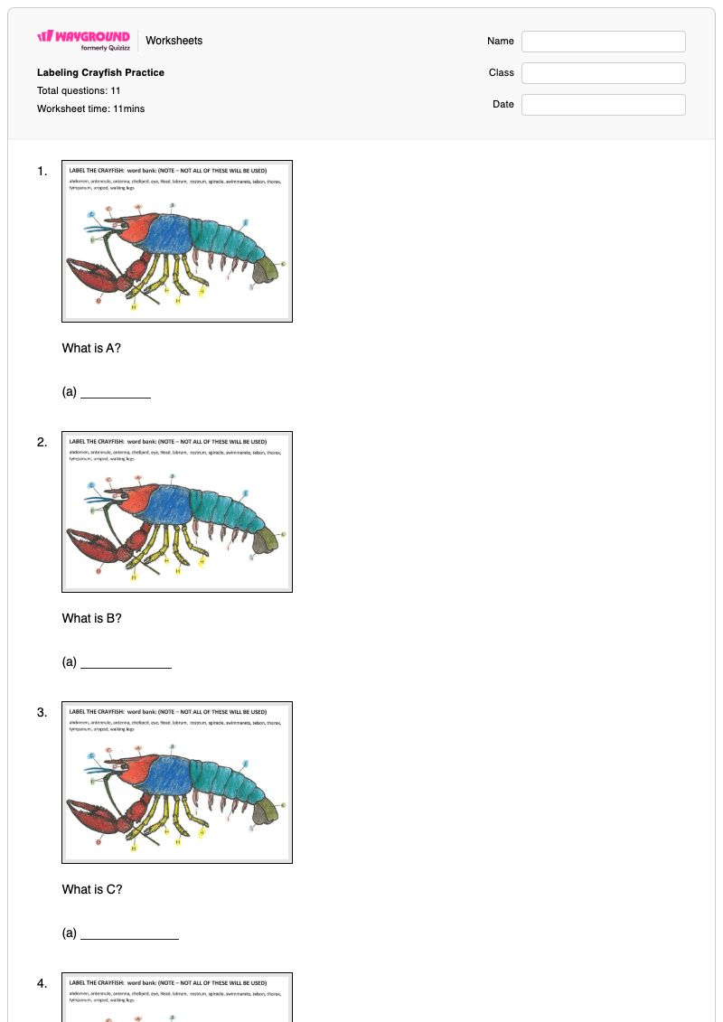 Labeling Crayfish Practice - พิมพ์ได้ Anatomy-labeling เวิร์กชีท ระดับ 7 - Wayground