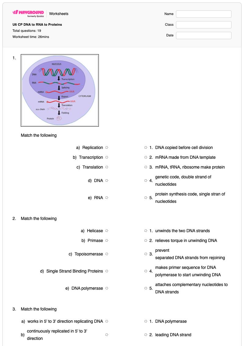 U6 CP DNA to RNA to Proteins - Printable Transcription-and-translation Worksheets - Wayground