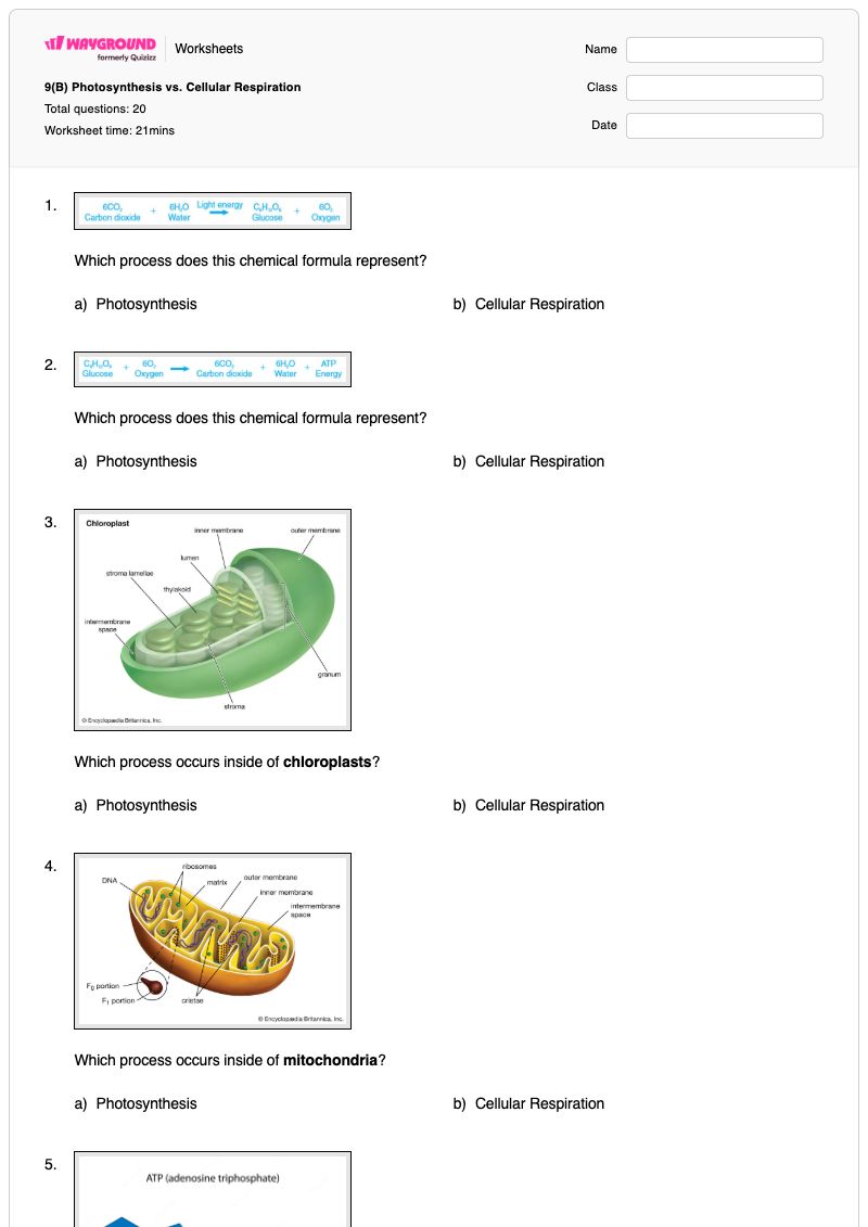 9(B) Photosynthesis vs. Cellular Respiration - Printable Photosynthesis-and-cellular-respiration Worksheets - Wayground