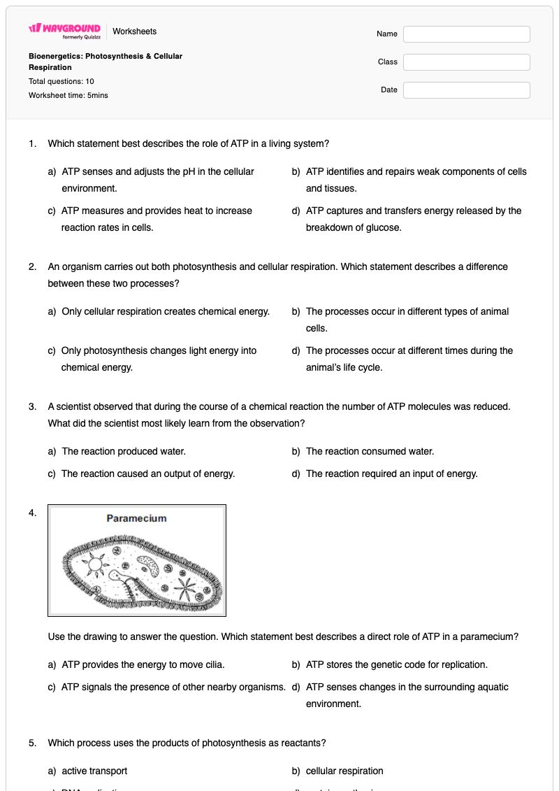 Bioenergetics: Photosynthesis & Cellular Respiration - Printable Photosynthesis-and-cellular-respiration Worksheets - Wayground