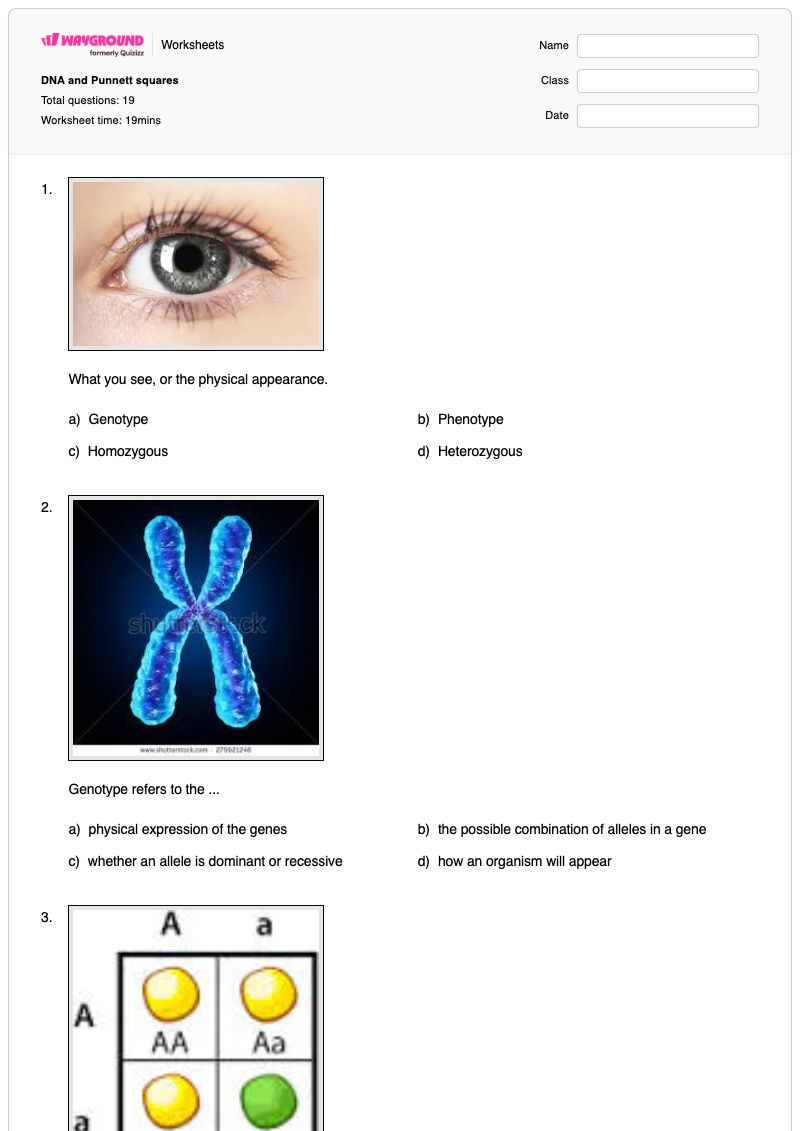 DNA and Punnett squares - Printable Punnett-squares Worksheets Grade 7 - Wayground