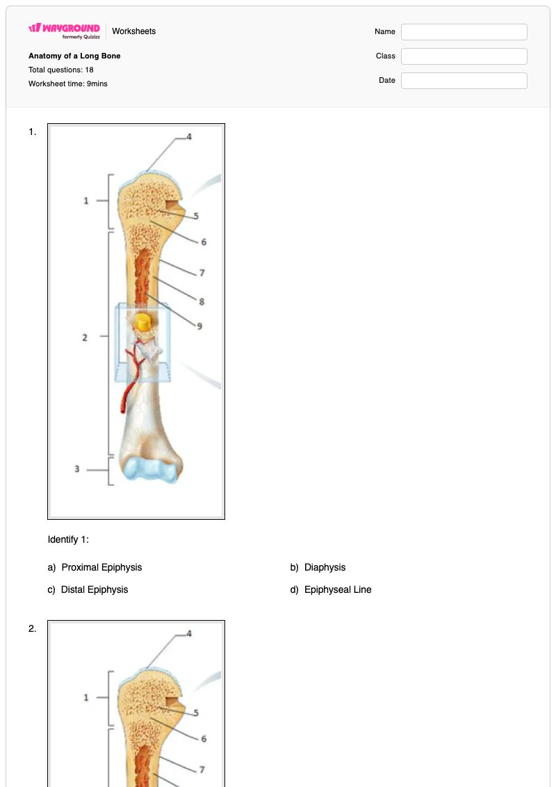 Anatomy of a Long Bone - พิมพ์ได้ Long-bone เวิร์กชีท - Wayground