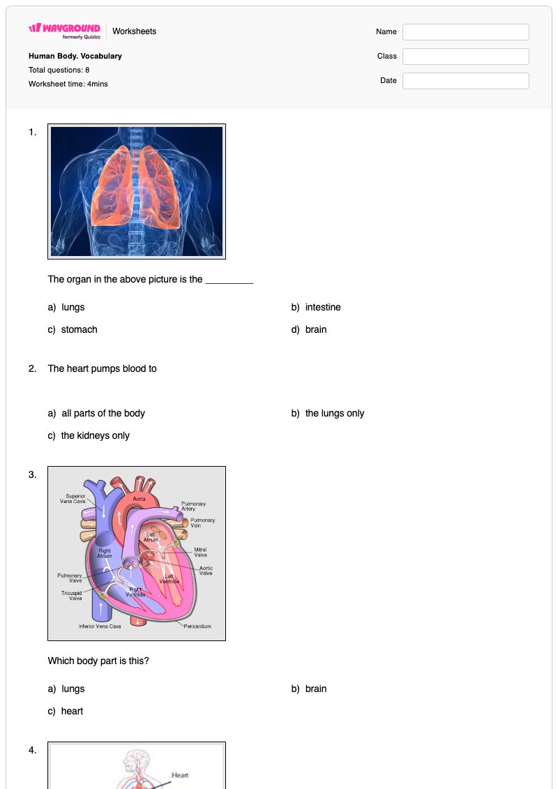 Human Body. Vocabulary - พิมพ์ได้ Human-anatomy เวิร์กชีท - Wayground