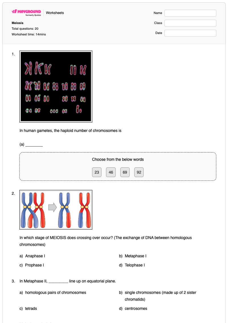 Meiosis  - Printable Biology Worksheets - Wayground