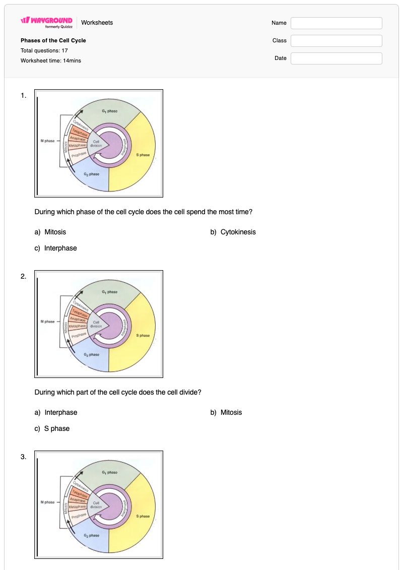 Phases of the Cell Cycle - Printable Science Worksheets - Wayground
