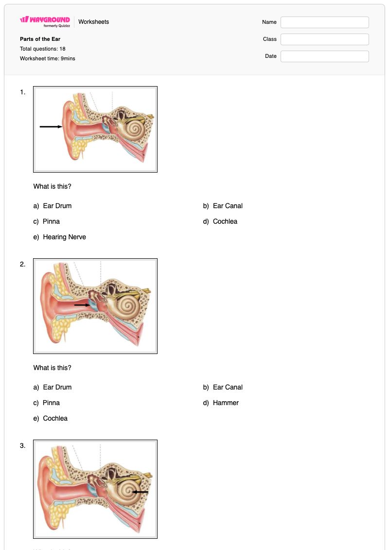Parts of the Ear - Printable Human-anatomy Worksheets Year 6 - Wayground