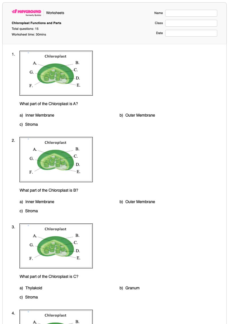 Chloroplast Functions and Parts - พิมพ์ได้ Chloroplast-structure เวิร์กชีท - Wayground