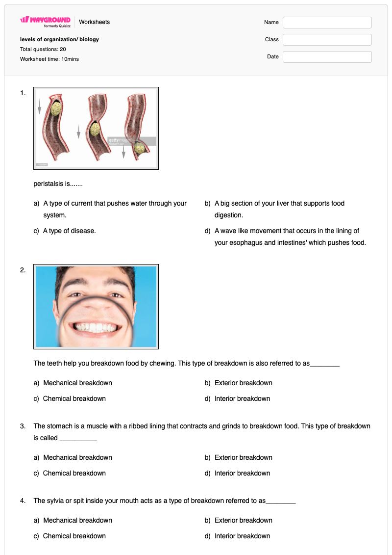 levels of organization/ biology - Printable Biology Worksheets - Wayground