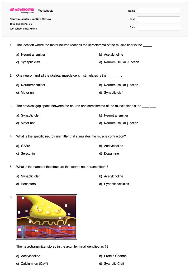Neuromuscular Junction Review - พิมพ์ได้ จุดเชื่อมต่อประสาทกล้ามเนื้อ เวิร์กชีท - Wayground
