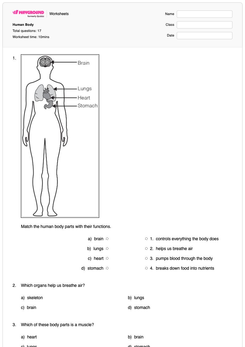 Human Body - Printable Body-parts Worksheets - Wayground