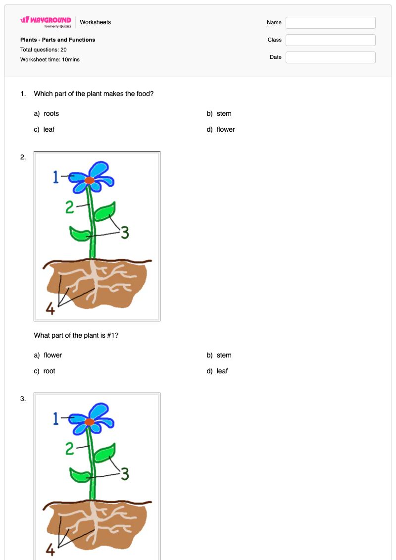 Plants - Parts and Functions - Printable Plant-parts-and-their-functions Worksheets Class 2 - Wayground