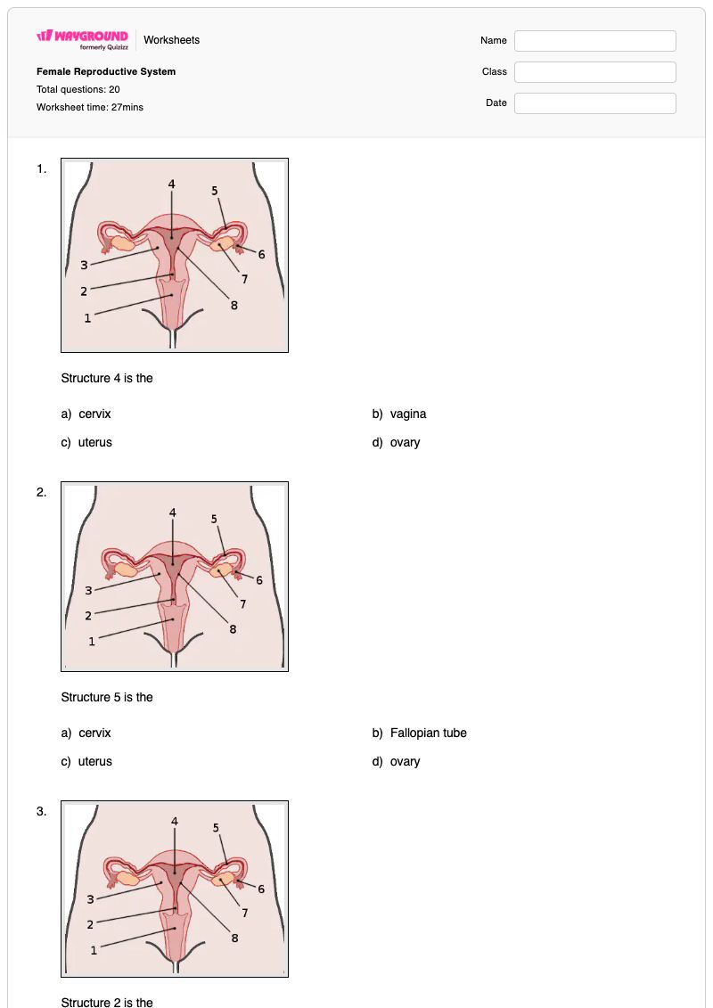 Female Reproductive System - Printable Female-reproductive-system Worksheets - Wayground