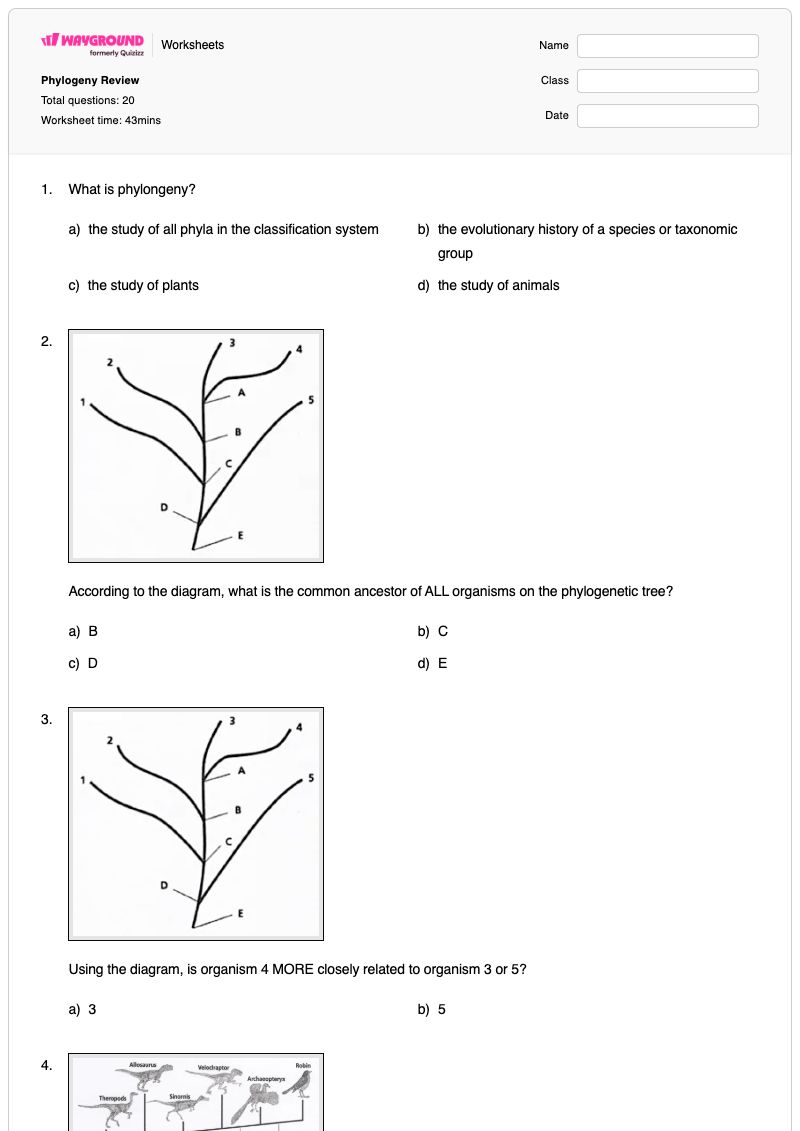 Phylogeny Review - Printable Biology Worksheets - Wayground
