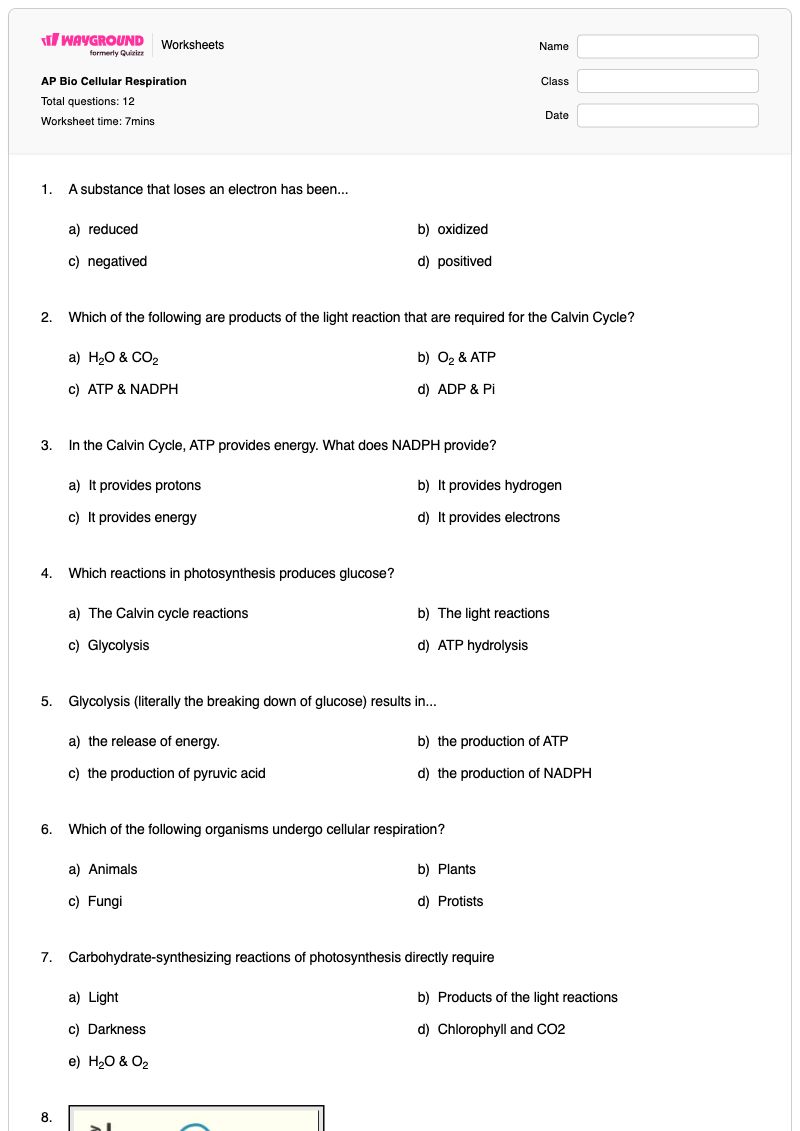 AP Bio Cellular Respiration - พิมพ์ได้ การสังเคราะห์แสงและการหายใจระดับเซลล์ เวิร์กชีท - Wayground