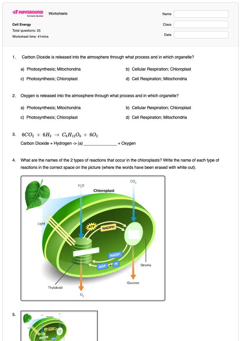 Cell Energy - พิมพ์ได้ การสังเคราะห์แสงและการหายใจระดับเซลล์ เวิร์กชีท - Wayground