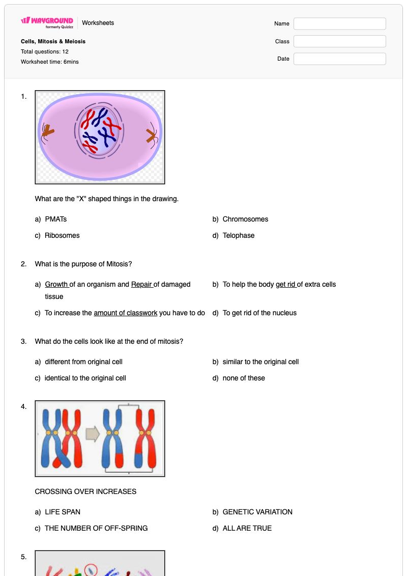 Cells, Mitosis & Meiosis - พิมพ์ได้ Growth-and-repair เวิร์กชีท ระดับ 6 - Wayground