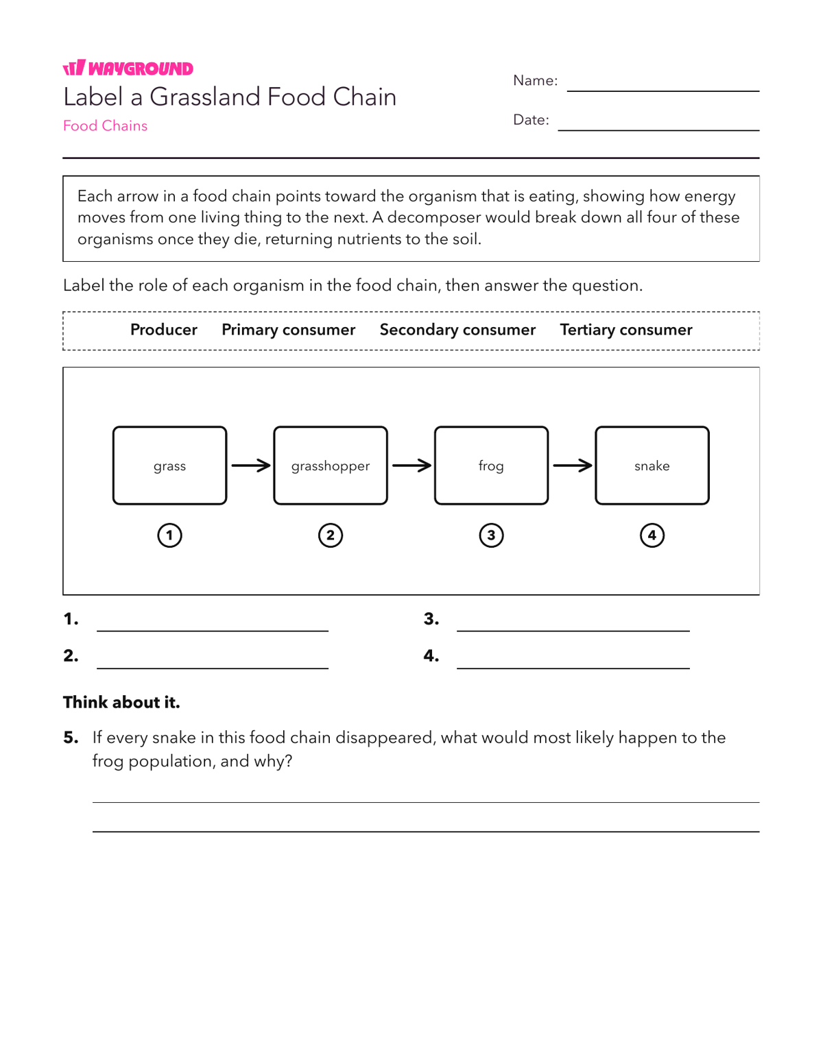 Label a Grassland Food Chain - Có thể in Năng-lượng Phiếu-bài-tập Lớp 7 - Quizizz