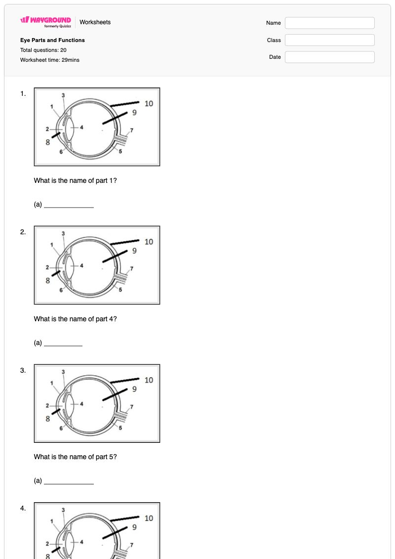 Eye Parts and Functions - พิมพ์ได้ Chicken-anatomy เวิร์กชีท ระดับ 6 - Wayground