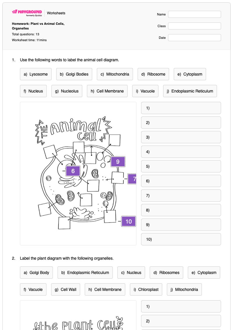 Homework: Plant vs Animal Cells, Organelles - พิมพ์ได้ Animal-anatomy เวิร์กชีท ระดับ 7 - Wayground