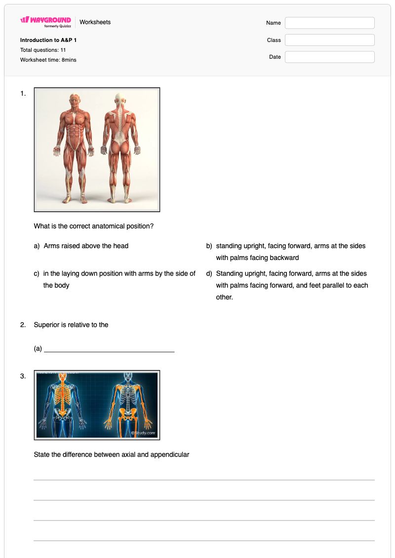 Introduction to A&P 1 - พิมพ์ได้ Chicken-anatomy เวิร์กชีท ระดับ 12 - Wayground
