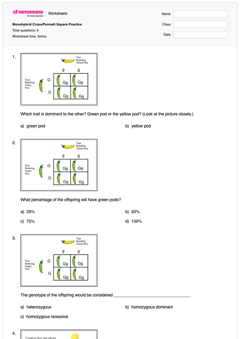 Monohybrid Cross/Punnett Square Practice - พิมพ์ได้ การผสมแบบโมโนไฮบริด เวิร์กชีท ระดับ 9 - Wayground
