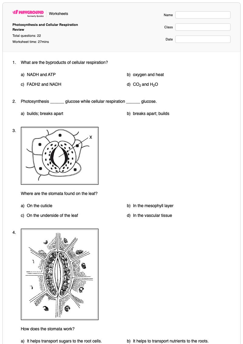 Photosynthesis and Cellular Respiration Review - พิมพ์ได้ การสังเคราะห์แสงและการหายใจระดับเซลล์ เวิร์กชีท - Wayground