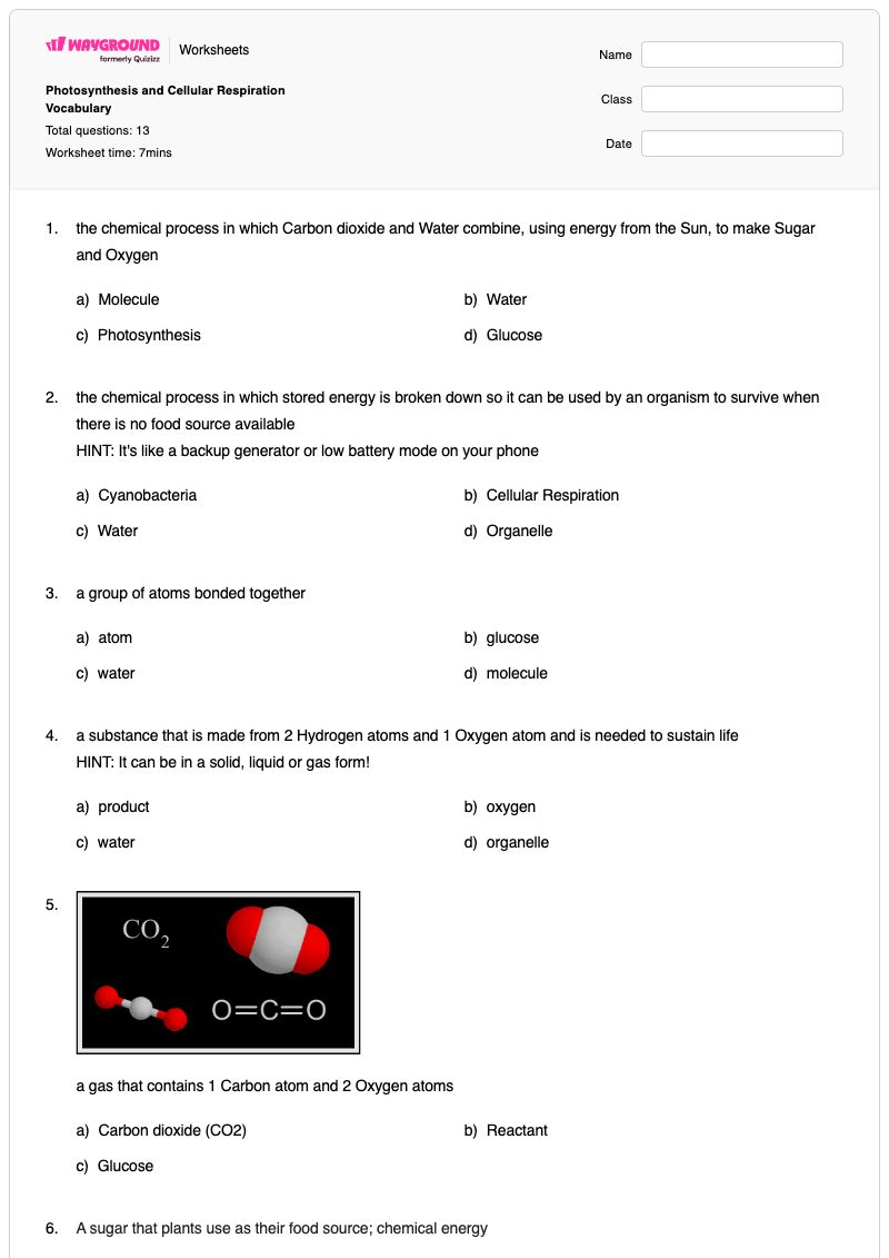 Photosynthesis and Cellular Respiration Vocabulary - พิมพ์ได้ การสังเคราะห์แสงและการหายใจระดับเซลล์ เวิร์กชีท - Wayground