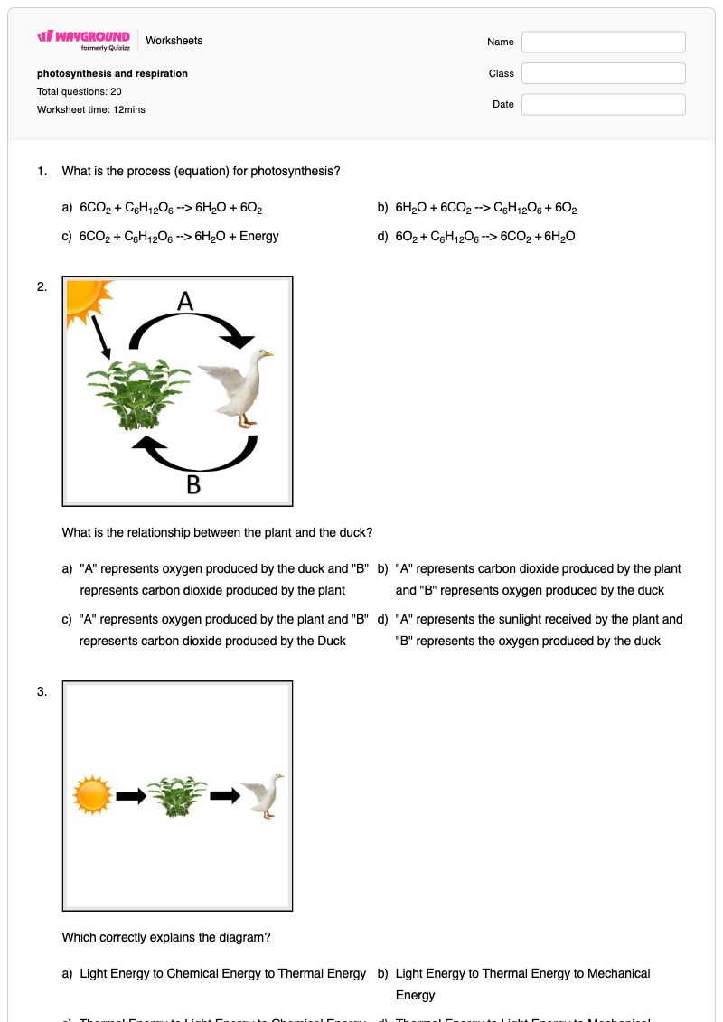 photosynthesis and respiration - พิมพ์ได้ การสังเคราะห์แสงและการหายใจระดับเซลล์ เวิร์กชีท - Wayground
