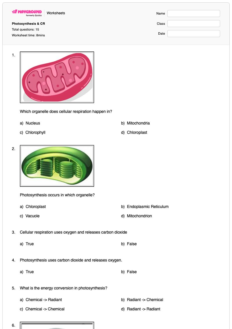 Photosynthesis & CR  - พิมพ์ได้ การสังเคราะห์แสงและการหายใจระดับเซลล์ เวิร์กชีท - Wayground