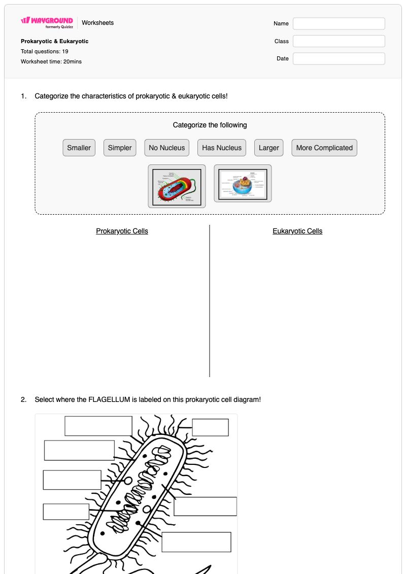 Prokaryotic & Eukaryotic - พิมพ์ได้ การอ้างอิงเซลล์ในสเปรดชีต เวิร์กชีท ระดับ 6 - Wayground