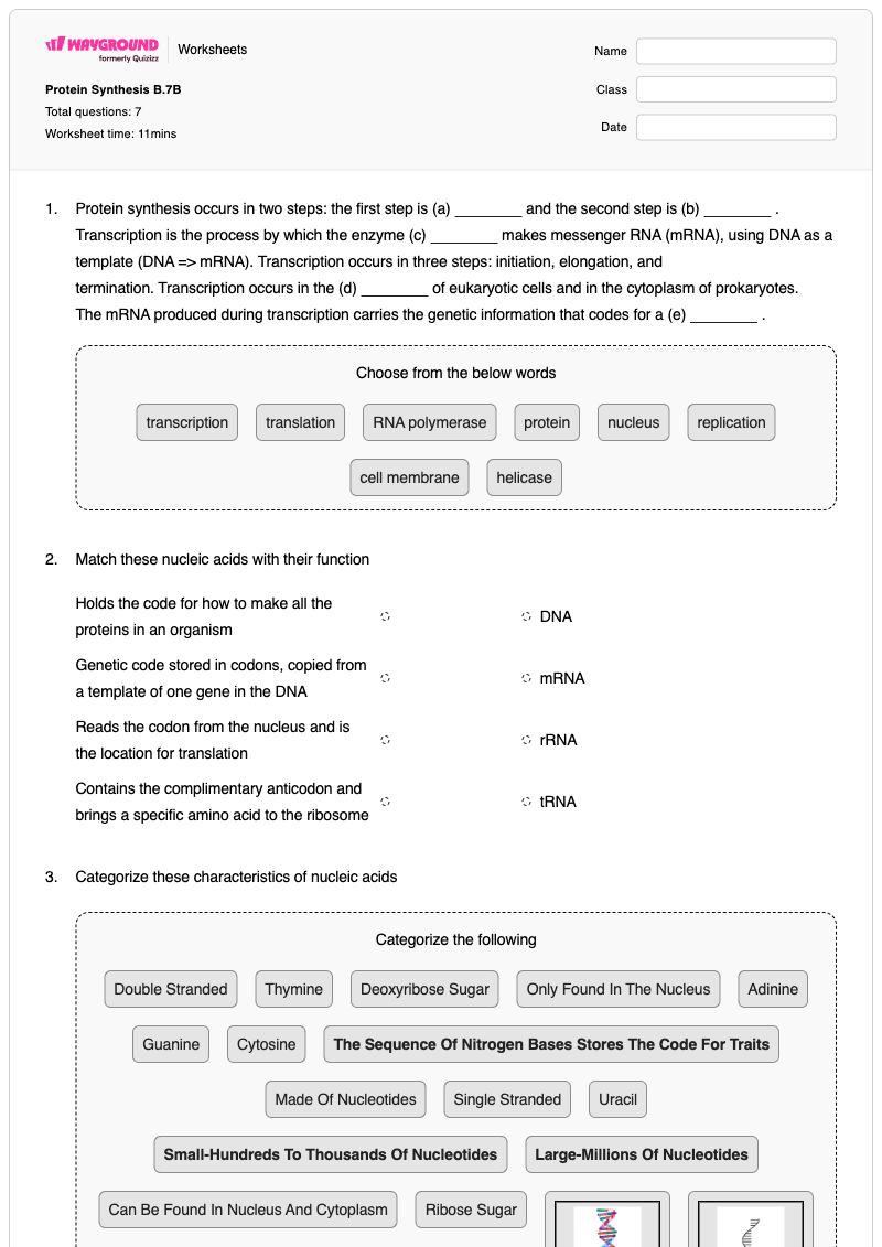 Protein Synthesis B.7B - พิมพ์ได้ การถอดรหัสและการแปลรหัสดีเอ็นเอ เวิร์กชีท - Wayground