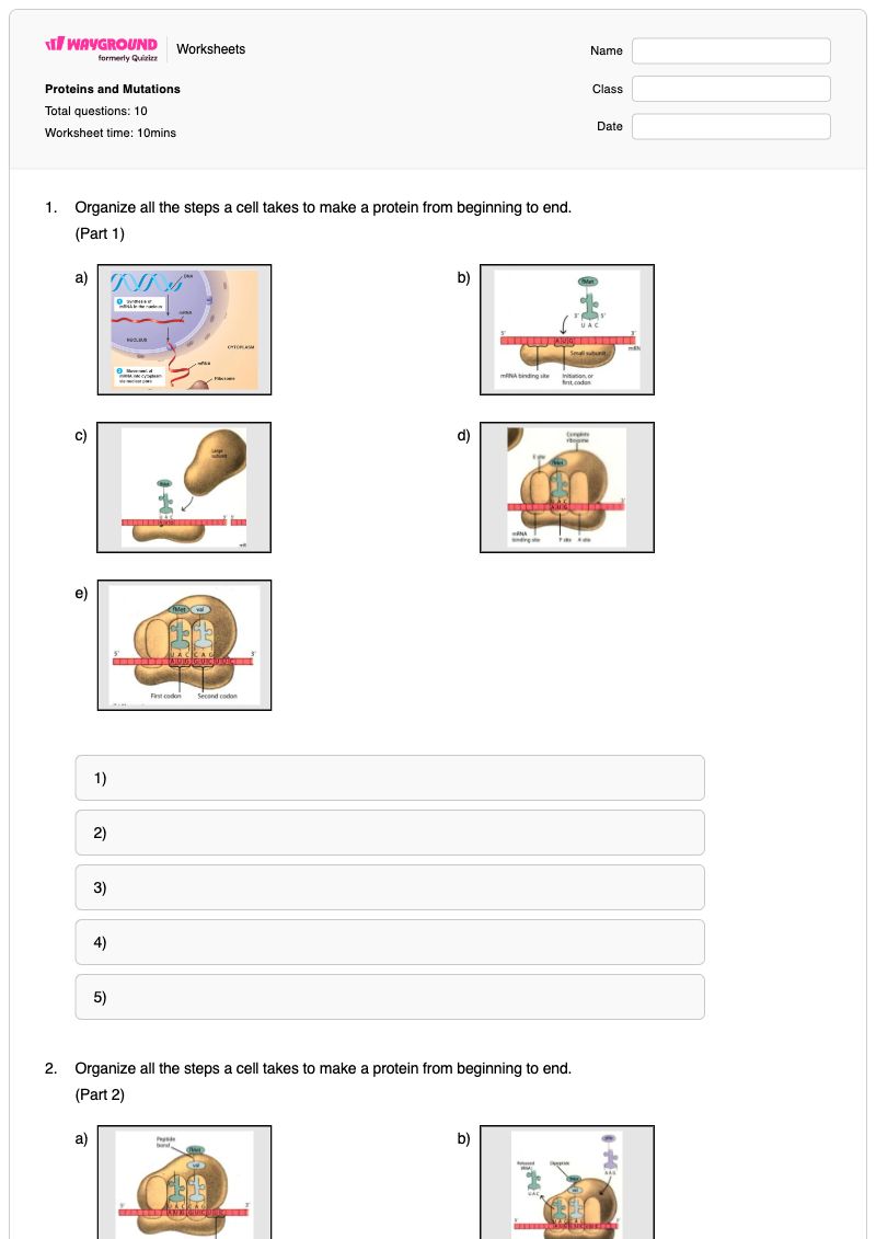 Proteins and Mutations - พิมพ์ได้ ระดับน้ำตาลในเลือด เวิร์กชีท ระดับ 7 - Wayground