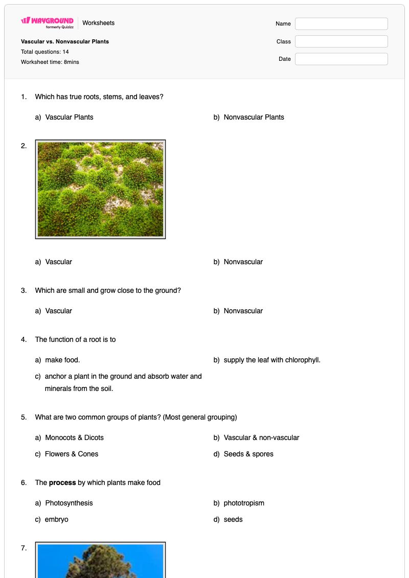 Vascular vs. Nonvascular Plants - พิมพ์ได้ พืชใบเลี้ยงเดี่ยวและพืชใบเลี้ยงคู่ เวิร์กชีท ระดับ 4 - Wayground