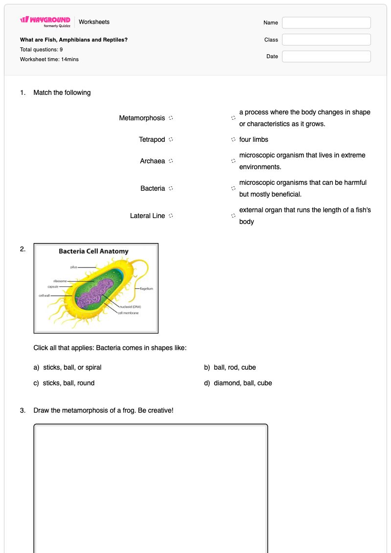 What are Fish, Amphibians and Reptiles? - พิมพ์ได้ สัตว์กินทั้งพืชและสัตว์ เวิร์กชีท ระดับ 5 - Wayground
